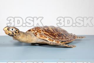 Turtle body photo reference 0061